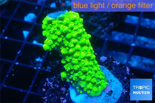 Acropora full neon green 3-4 cm WYSIWYG acclimaté