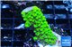 Acropora full neon green 3-4 cm WYSIWYG acclimaté