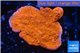 Montipora red cap 2-4 cm WYSIWYG acclimaté