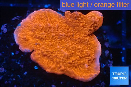 Montipora red cap 2-4 cm WYSIWYG acclimaté