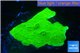 Montipora green cap 2-4 cm WYSIWYG acclimaté