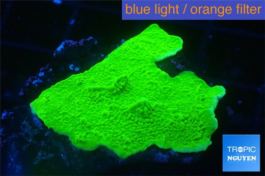 Montipora green cap 2-4 cm WYSIWYG acclimaté
