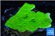 Montipora green cap 2-4 cm WYSIWYG acclimaté