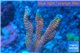Montipora digitata red blue 3-4 cm WYSIWYG acclimaté