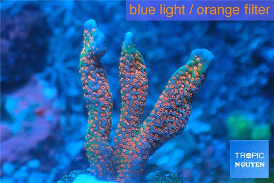 Montipora digitata red blue 3-4 cm WYSIWYG acclimaté