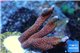 Montipora digitata red blue 3-4 cm WYSIWYG acclimaté