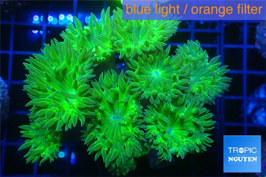 Duncanopsammia green 8-12 polyps WYSIWYG acclimaté