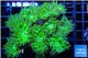Duncanopsammia green 8-12 polyps WYSIWYG acclimaté