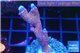 Montipora digitata red blue 3-4 cm WYSIWYG acclimaté