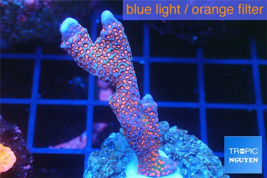 Montipora digitata red blue 3-4 cm WYSIWYG acclimaté