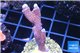 Montipora digitata red blue 3-4 cm WYSIWYG acclimaté