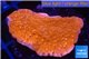 Montipora red cap 3-4 cm WYSIWYG acclimaté