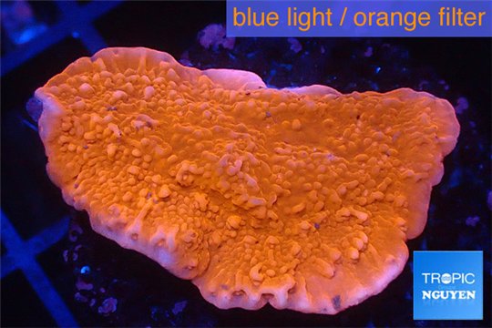 Montipora red cap 3-4 cm WYSIWYG acclimaté