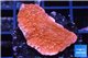 Montipora red cap 3-4 cm WYSIWYG acclimaté