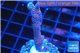 Montipora digitata red blue 3-4 cm WYSIWYG acclimaté