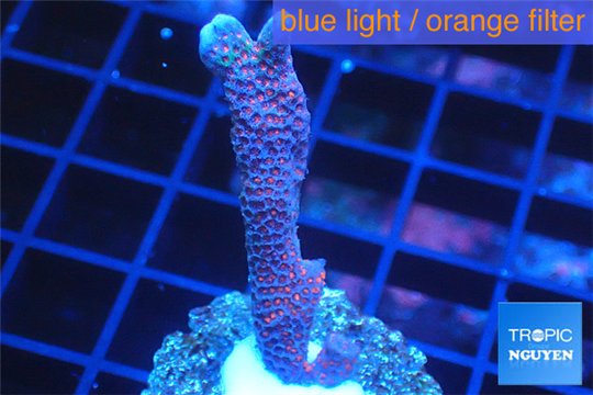 Montipora digitata red blue 3-4 cm WYSIWYG acclimaté