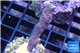 Montipora digitata red blue 3-4 cm WYSIWYG acclimaté