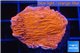 Montipora red cap 1-2 cm WYSIWYG acclimaté