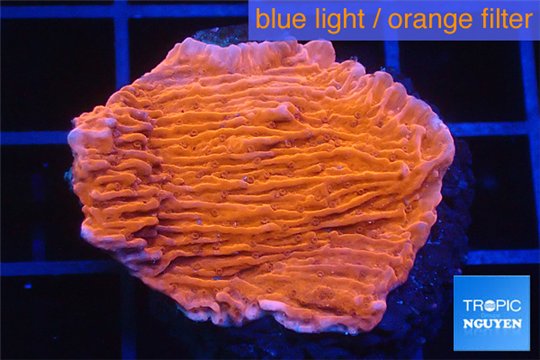 Montipora red cap 1-2 cm WYSIWYG acclimaté
