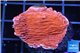 Montipora red cap 1-2 cm WYSIWYG acclimaté