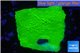 Montipora green cap 2-4 cm WYSIWYG acclimaté