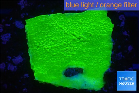 Montipora green cap 2-4 cm WYSIWYG acclimaté