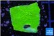 Montipora green cap 2-4 cm WYSIWYG acclimaté