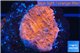 Montipora red cap damaged 1-2 cm WYSIWYG acclimaté