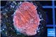 Montipora red cap damaged 1-2 cm WYSIWYG acclimaté
