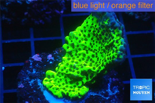 Montipora green & purple polyps 2-4 cm WYSIWYG acclimaté