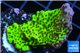Montipora green & purple polyps 2-4 cm WYSIWYG acclimaté