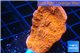 Montipora red cap 2-4 cm WYSIWYG acclimaté