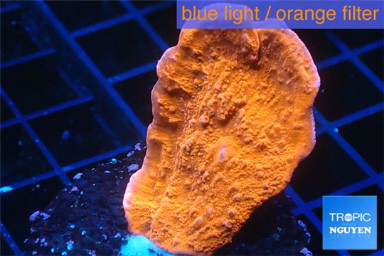 Montipora red cap 2-4 cm WYSIWYG acclimaté