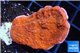 Montipora red cap 2-4 cm WYSIWYG acclimaté