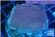 Montipora purple cap 3-4 cm WYSIWYG acclimaté