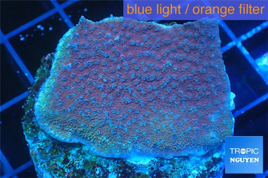 Montipora purple cap 3-4 cm WYSIWYG acclimaté