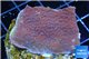 Montipora purple cap 3-4 cm WYSIWYG acclimaté