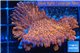 Montipora red purple polyps 3-4 cm WYSIWYG acclimaté
