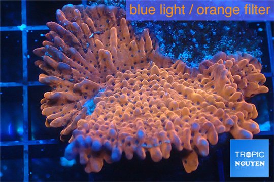 Montipora red purple polyps 3-4 cm WYSIWYG acclimaté