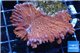 Montipora red purple polyps 3-4 cm WYSIWYG acclimaté