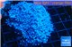 Xenia blue 5-7 cm WYSIWYG acclimaté