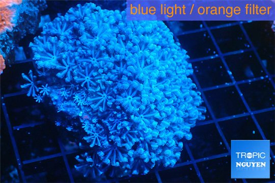 Xenia blue 5-7 cm WYSIWYG acclimaté