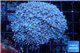Xenia blue 5-7 cm WYSIWYG acclimaté