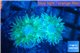 Duncanopsammia green 2 polyps WYSIWYG acclimaté