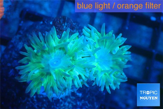 Duncanopsammia green 2 polyps WYSIWYG acclimaté