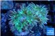 Duncanopsammia green 2 polyps WYSIWYG acclimaté