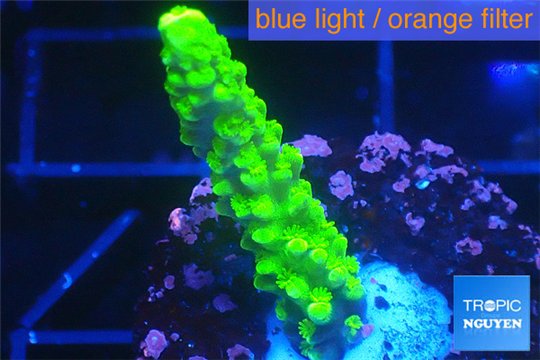 Acropora full neon green 2-4 cm WYSIWYG acclimaté