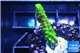Acropora full neon green 2-4 cm WYSIWYG acclimaté