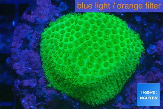 Porites yellow Fijii 2-3 cm WYSIWYG acclimaté