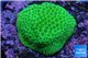 Porites yellow Fijii 2-3 cm WYSIWYG acclimaté